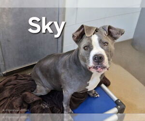 American Pit Bull Terrier-Unknown Mix Dogs for adoption in Derwood, MD, USA