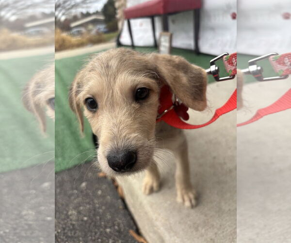 Medium Photo #6 Poodle (Standard)-Unknown Mix Puppy For Sale in Grafton, WI, USA