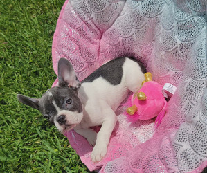 French Bulldog Puppy for sale in TAMPA, FL, USA
