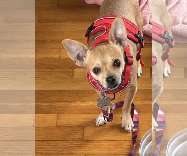 Medium Photo #5 Chihuahua-Unknown Mix Puppy For Sale in Holly Springs, NC, USA