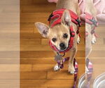 Small #4 Chihuahua Mix