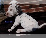 Small Photo #4 Dalmatian Puppy For Sale in ELKMONT, AL, USA