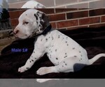 Small #3 Dalmatian