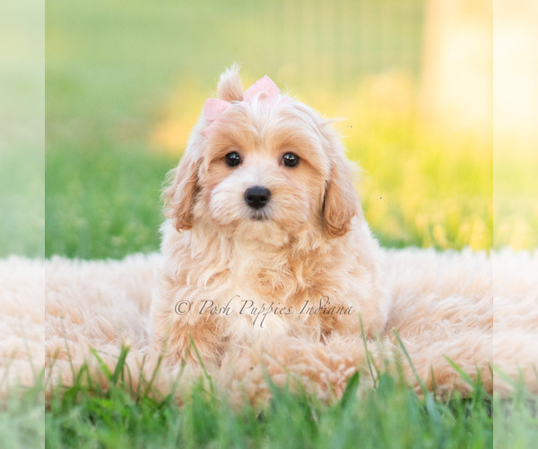 Medium Photo #13 Poodle (Miniature) Puppy For Sale in WARSAW, IN, USA