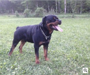 Father of the Rottweiler puppies born on 02/08/2023