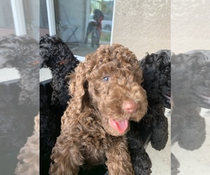 Double Doodle Puppy for sale in NORTH PORT, FL, USA