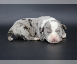 American Bully Puppy for sale in CHAMPAIGN, IL, USA