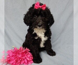 Sheepadoodle Puppy for sale in MILLERSBURG, OH, USA