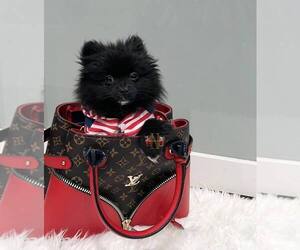 Pomeranian Puppy for sale in GRIFFITH, IN, USA