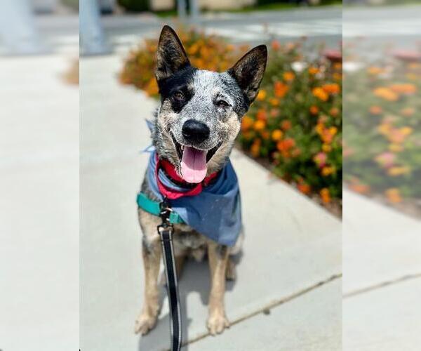Medium Photo #2 Mutt Puppy For Sale in Chula Vista, CA, USA