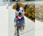 Small #1 Mutt