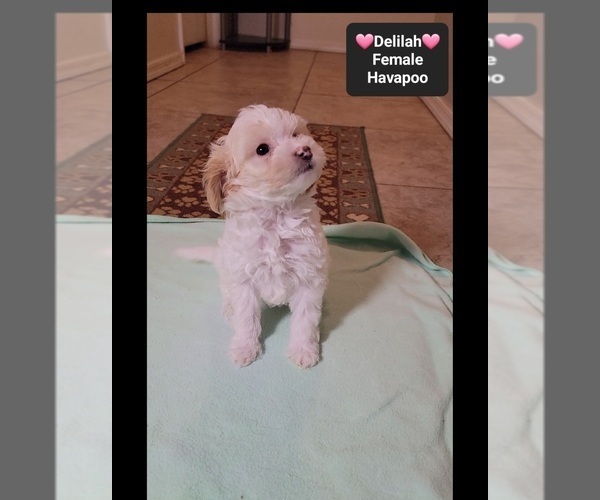 Medium Photo #2 Havapoo Puppy For Sale in TUCSON, AZ, USA