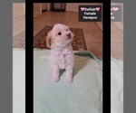 Dolly - Female Havapoo Puppy for Sale - Photo #2