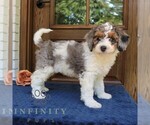 Small #3 Bernedoodle (Miniature)