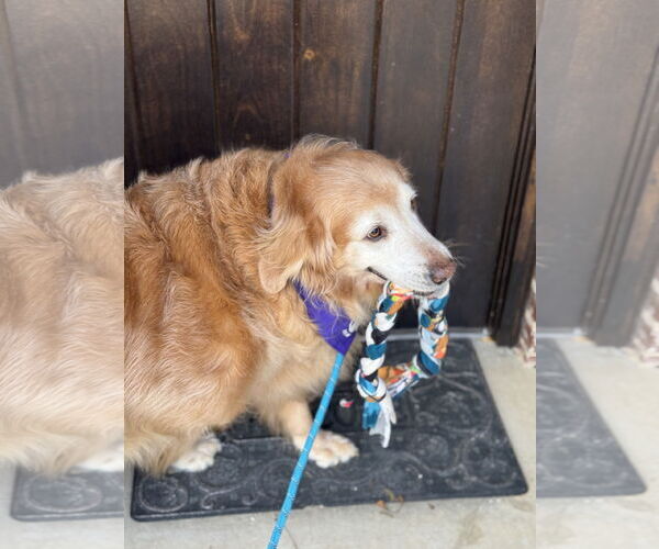 Medium Photo #6 Golden Retriever Puppy For Sale in Fort Worth, TX, USA