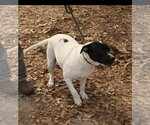Small American Bulldog Mix