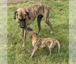 Small #6 Great Dane
