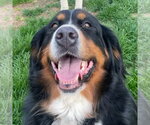 Small #12 Bernese Mountain Dog
