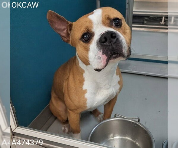 Medium Photo #1 Staffordshire Bull Terrier-Unknown Mix Puppy For Sale in Oklahoma City, OK, USA