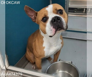 Staffordshire Bull Terrier-Unknown Mix Dogs for adoption in Oklahoma City, OK, USA