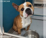 Small Staffordshire Bull Terrier Mix
