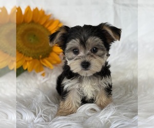 Morkie Puppy for sale in ROCK STREAM, NY, USA