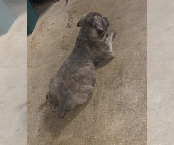 Medium Photo #3 Cane Corso Puppy For Sale in INDIANAPOLIS, IN, USA