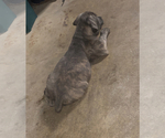 Small Photo #3 Cane Corso Puppy For Sale in INDIANAPOLIS, IN, USA