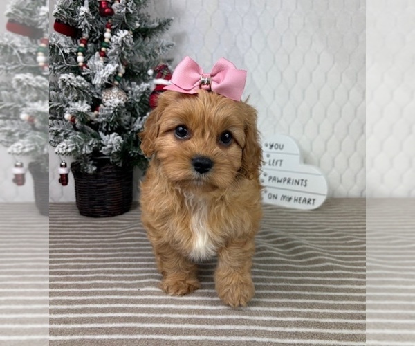 Medium Photo #1 Cavapoo (Miniature) Puppy For Sale in GREENFIELD, IN, USA