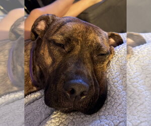 Bullboxer Pit Dogs for adoption in Oakhurst, NJ, USA