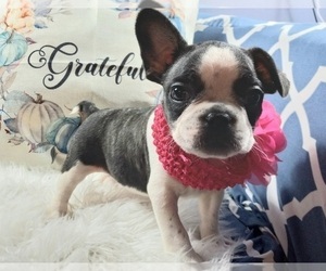 French Bulldog Puppy for sale in CARTHAGE, TX, USA