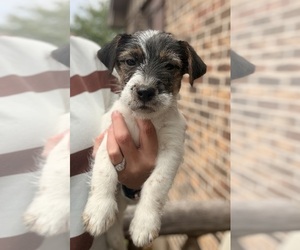 Medium Jack Russell Terrier