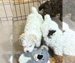 Small Photo #6 Poodle (Miniature) Puppy For Sale in GLOUCESTER, VA, USA