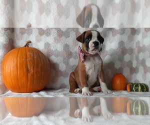 Boxer Puppy for sale in LANCASTER, PA, USA