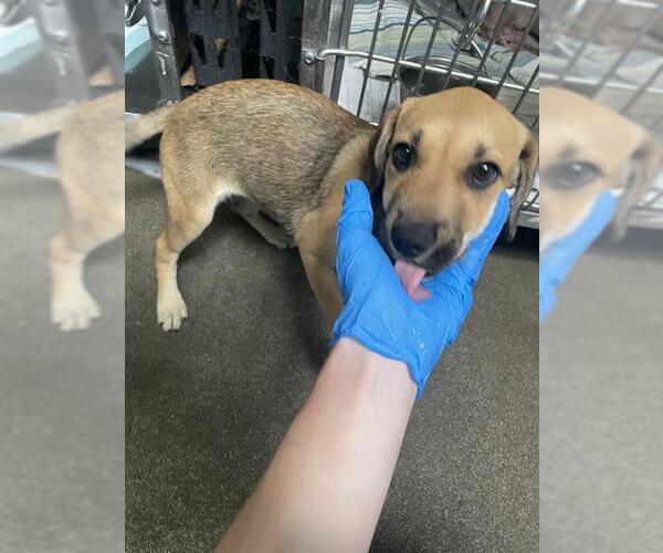 Medium Photo #1 German Shepherd Dog Puppy For Sale in Stockton, CA, USA