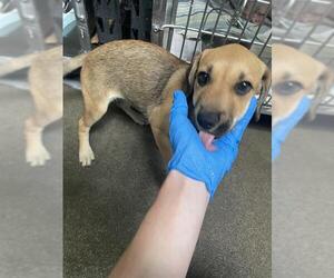 German Shepherd Dog Dogs for adoption in Stockton, CA, USA