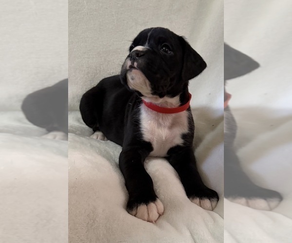 Medium Photo #11 Boxer Puppy For Sale in ALLEGHENY, PA, USA