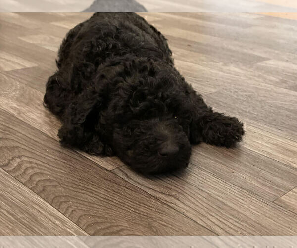 Medium Photo #2 Labradoodle Puppy For Sale in HOUSTON, TX, USA