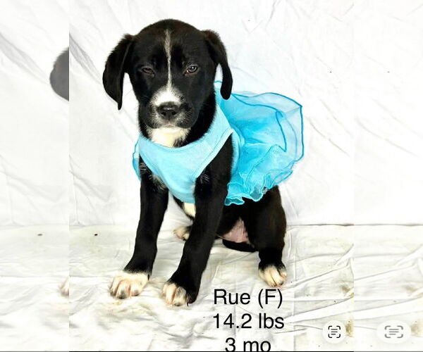 Medium Photo #1 Mutt Puppy For Sale in Sterling, MA, USA