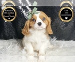 Small #5 Cavalier King Charles Spaniel