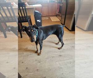 Doberman Pinscher Dogs for adoption in Buffalo, MN, USA