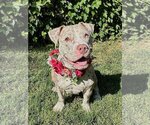 Small #1 American Pit Bull Terrier-Catahoula Leopard Dog Mix