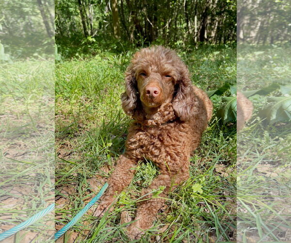 Medium Photo #1 Poodle (Miniature) Puppy For Sale in Pacolet, SC, USA