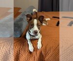 Small Photo #6 Rat Terrier-Unknown Mix Puppy For Sale in Holly Springs, NC, USA