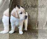 Small Photo #41 Labrador Retriever Puppy For Sale in MURRIETA, CA, USA