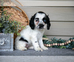 Small #2 Cocker Spaniel