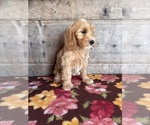 Small #20 Goldendoodle mix (+ Poodle Miniature)