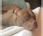 Small #4 American Pit Bull Terrier