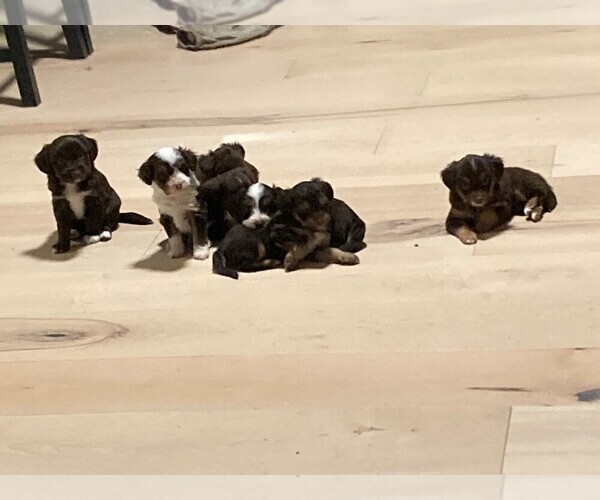 Medium Photo #1 F2 Aussiedoodle Puppy For Sale in MAGNOLIA, TX, USA