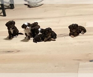 F2 Aussiedoodle Puppy for sale in MAGNOLIA, TX, USA